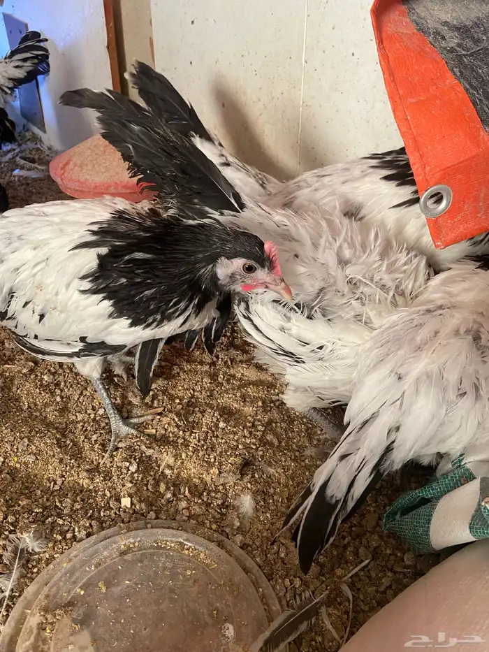 دواجن كلها ديوك زينه لافندر 6