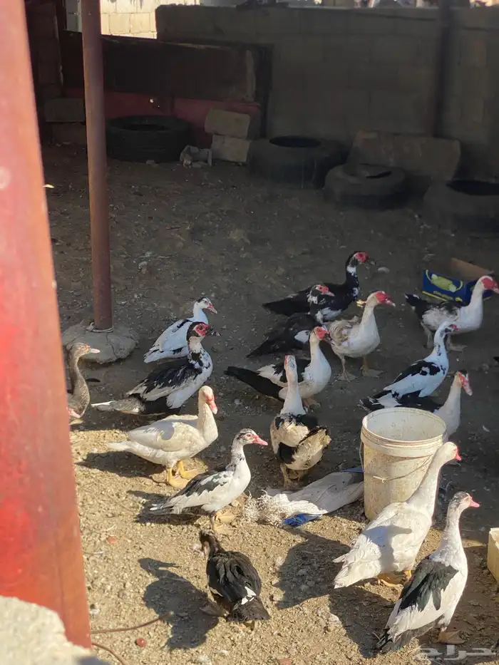 بط للبيع   . 4