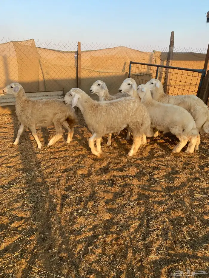 طليان ذبايح ثلاجة 1