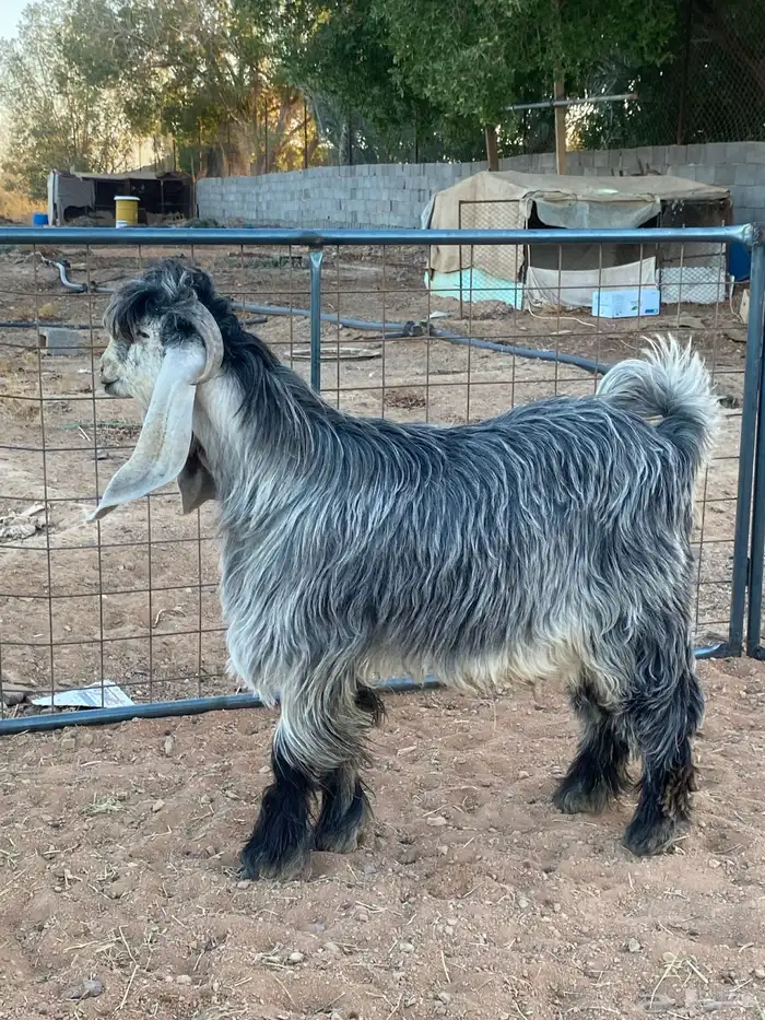 تيس فحل معزا عوارض شهب 6