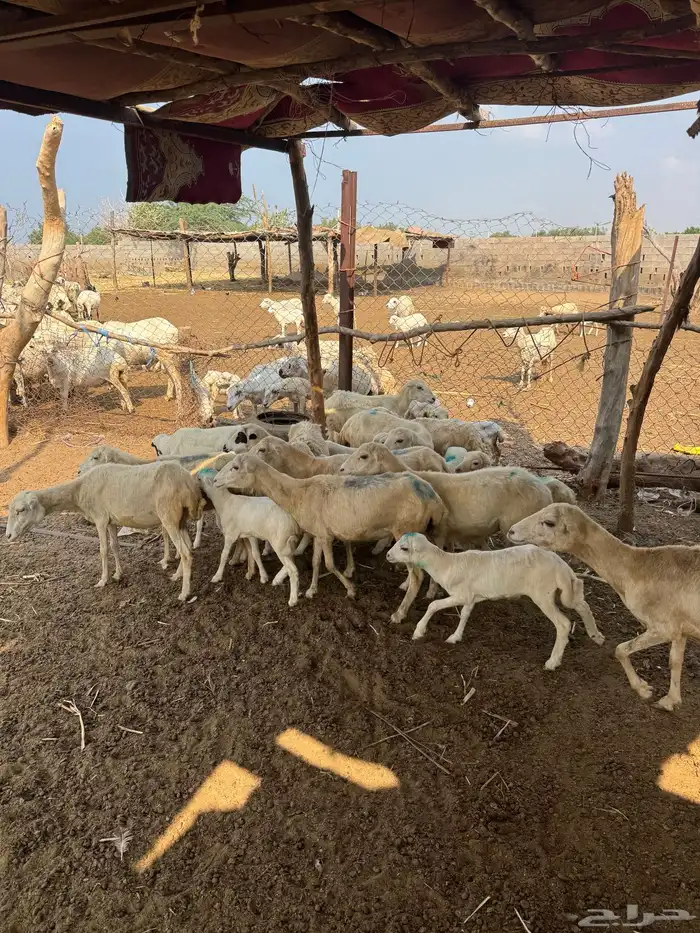 ضان رفيدي مناتيج 2