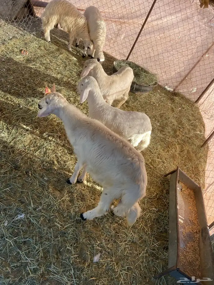 خرفان للبيع 4