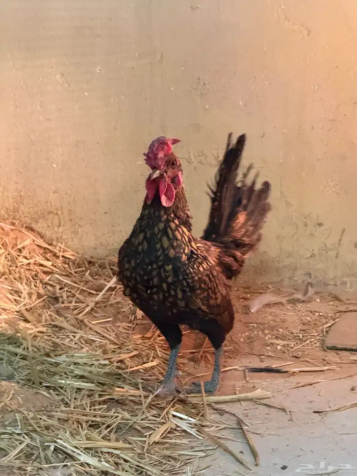 ديك سبرايت العدد 3 1