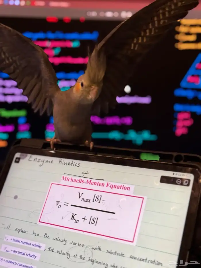 كروان كوكتيل للبيع 2