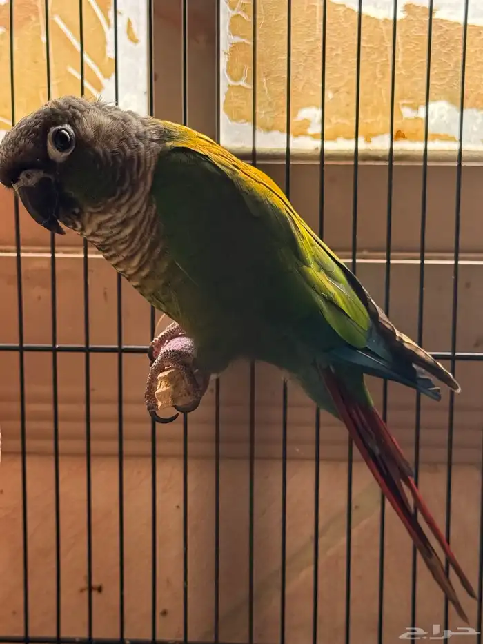 جوز كنيور قرين شيك 4