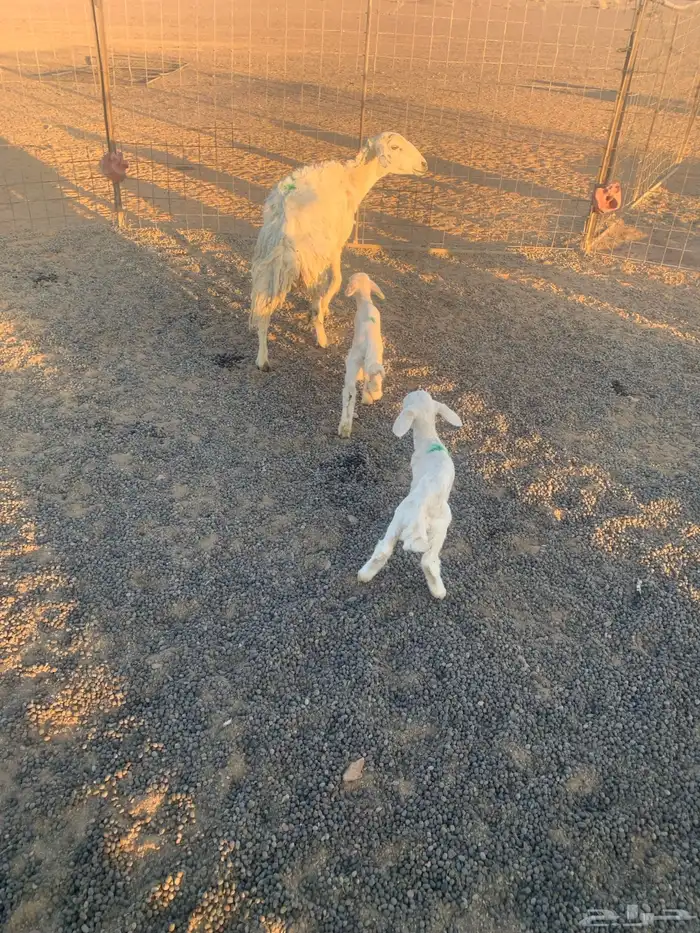 للبيع شياه 3موليد 2