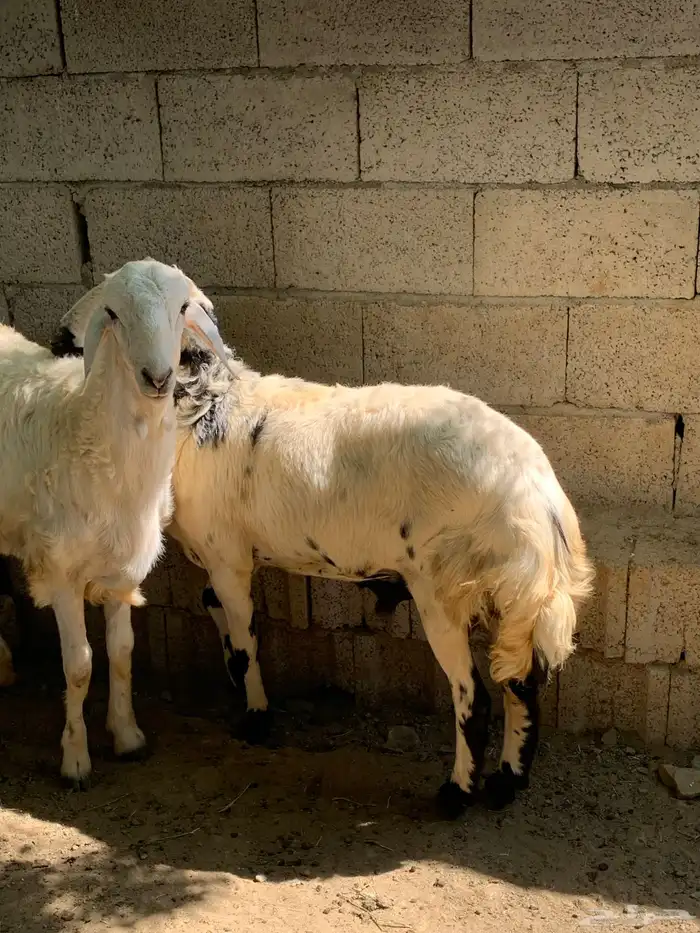 خرفان حري سمان وجبره 0