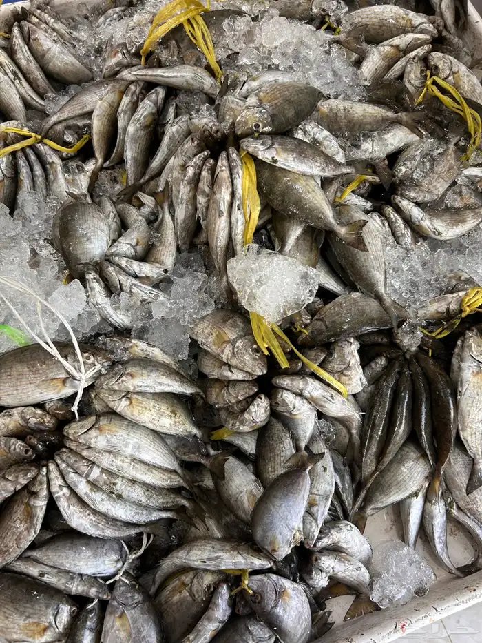 سمك اليوم طازج 9