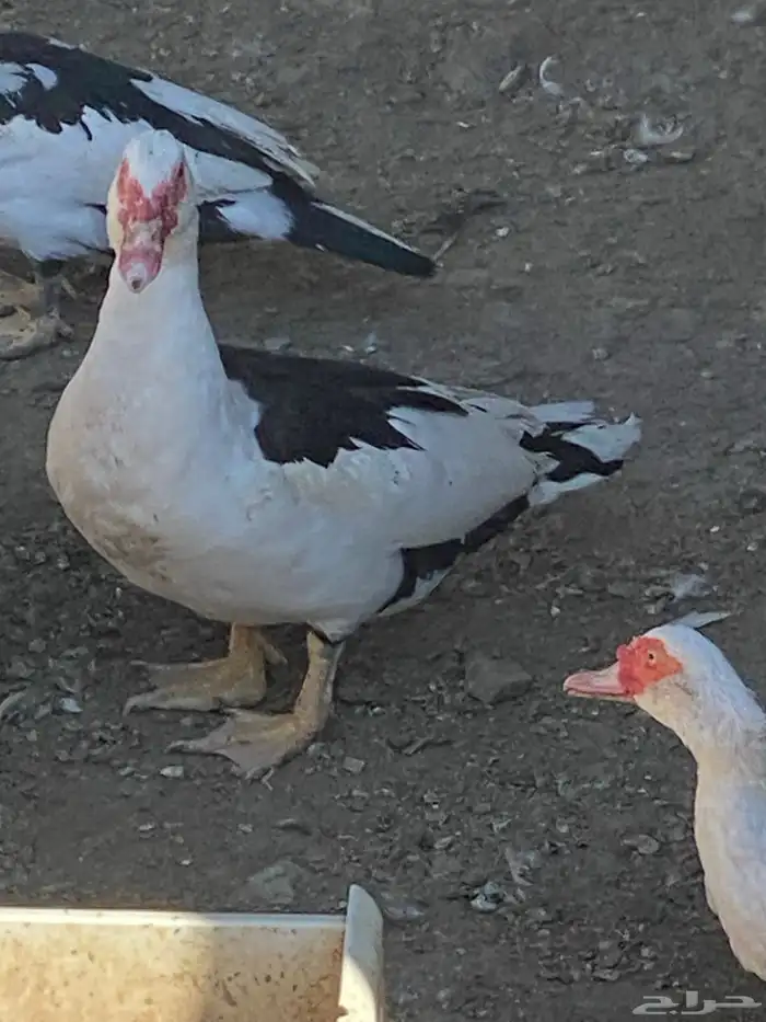 بط للبيع   . 1