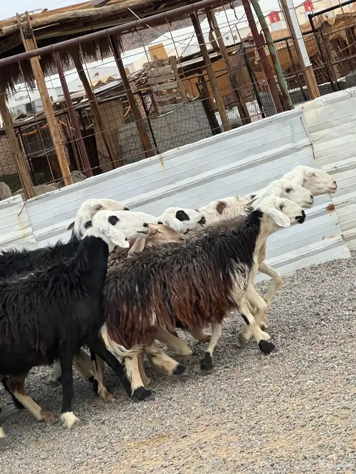 ضان حجريات صنف 10