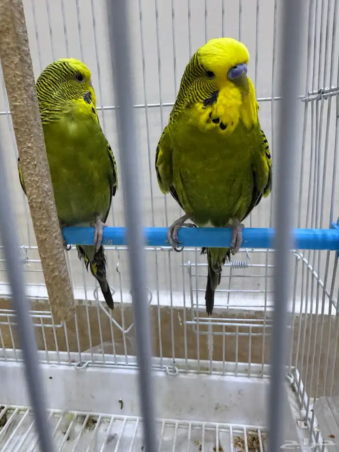 عصافير بادجي للبيع 2