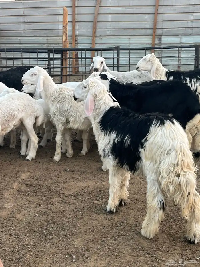 ذبايح خرفان حريات جبره 5