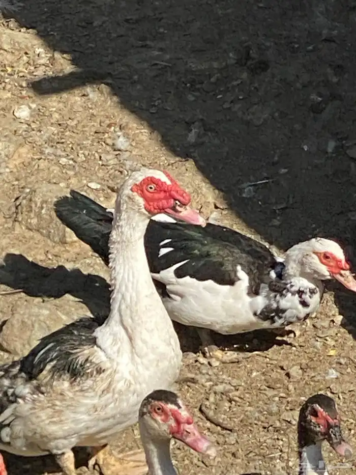 بط للبيع   . 0