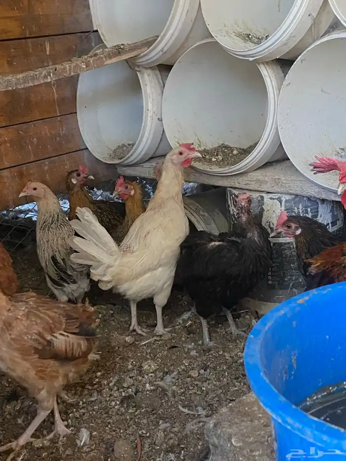 دجاج بلدي بياض 2