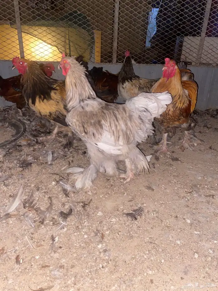 ديوك للبيع 0