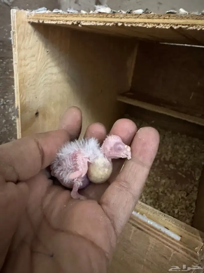 زوج كروان سبلت رسيسف بالفروخ 6