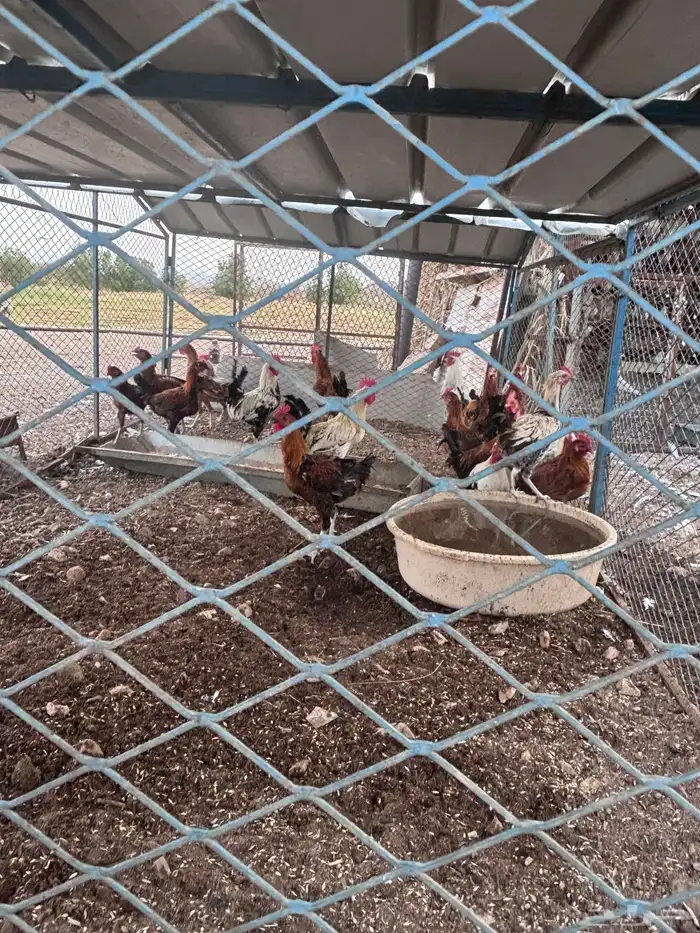 دجاج ديك كله لبيع العدد 20 3