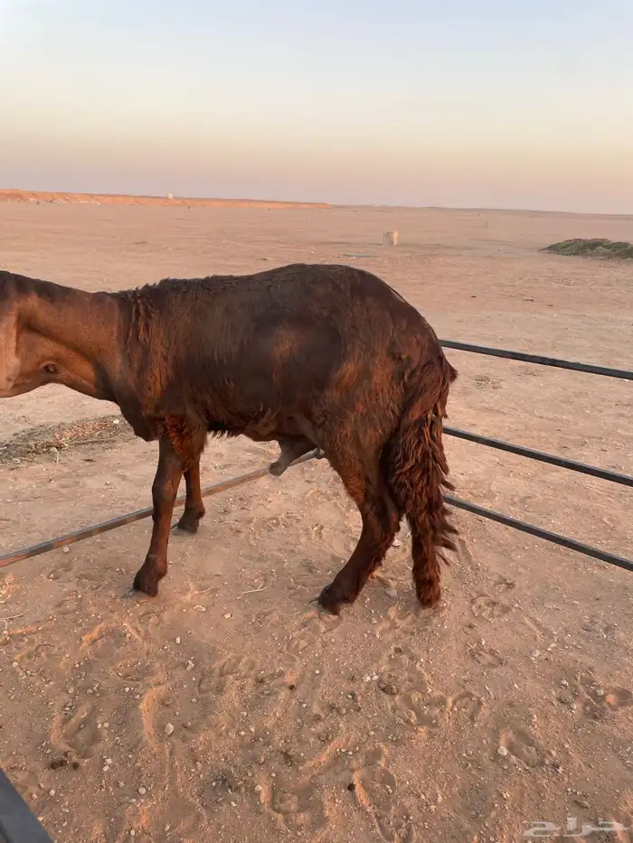 ذبايح سواكني 2