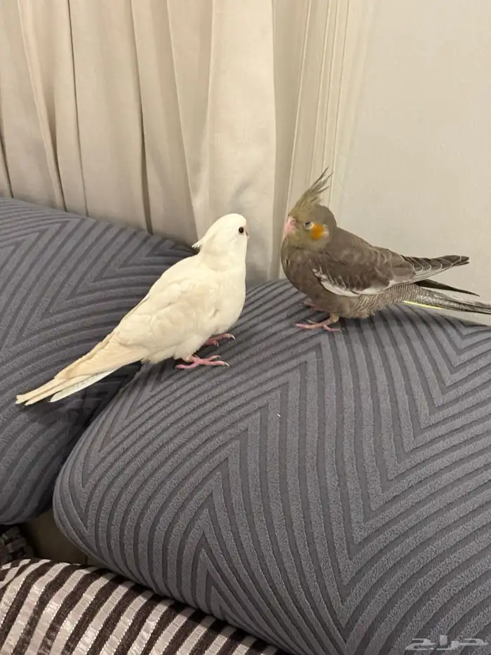 فروخ كروان بداية فطام اليفين جدا 11