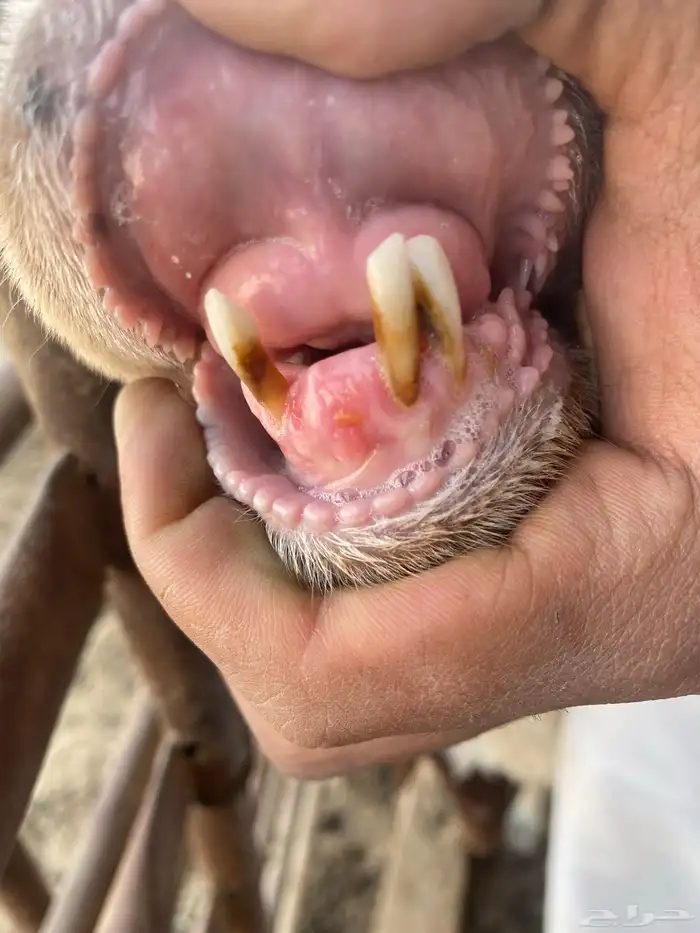 مطفل تحتها رخل 0