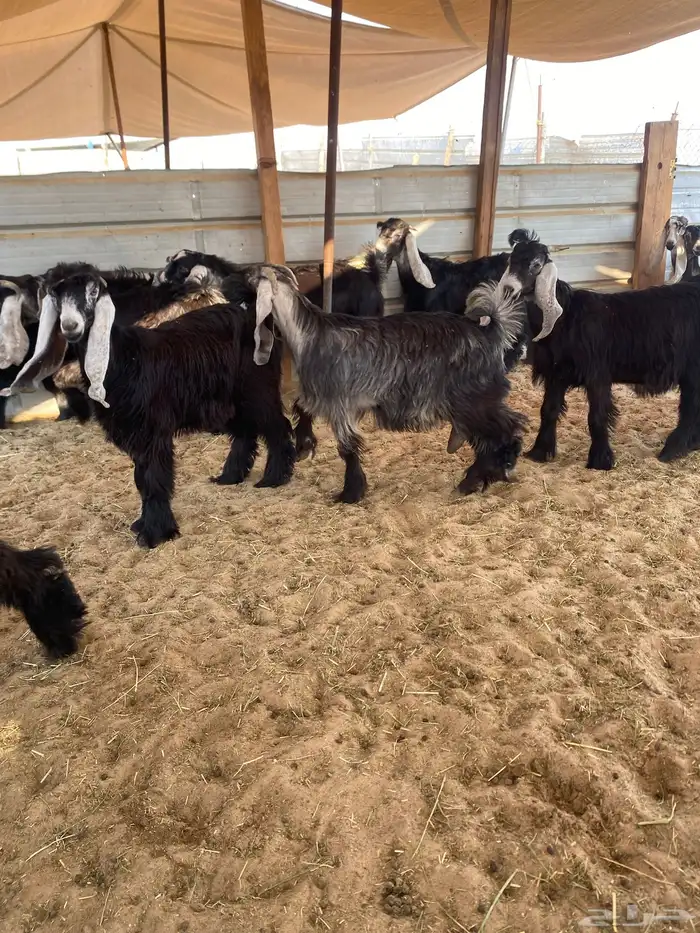 تيوس و جفار عوارض للبيع 8