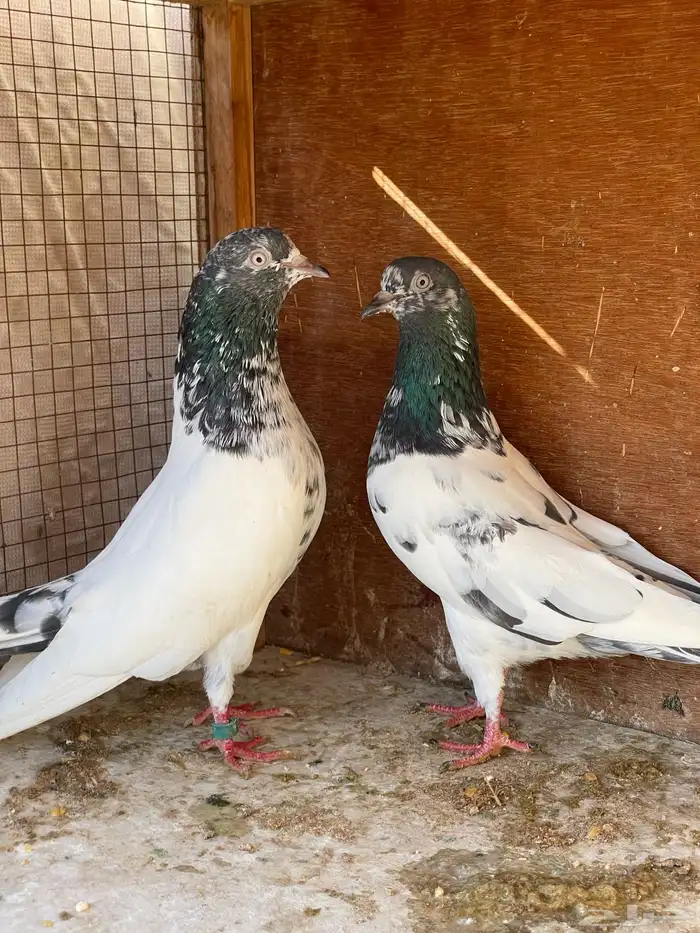 حمام باكستاني منتج 0