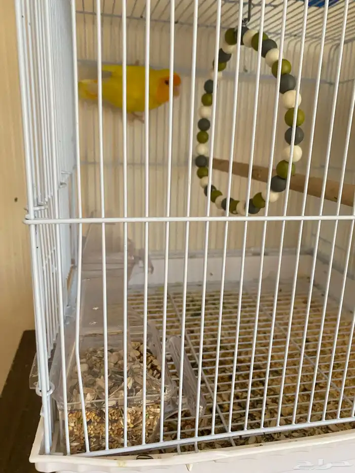 بعبغاء روز انثى للبيع وماتطير عمره 7 شهر 0