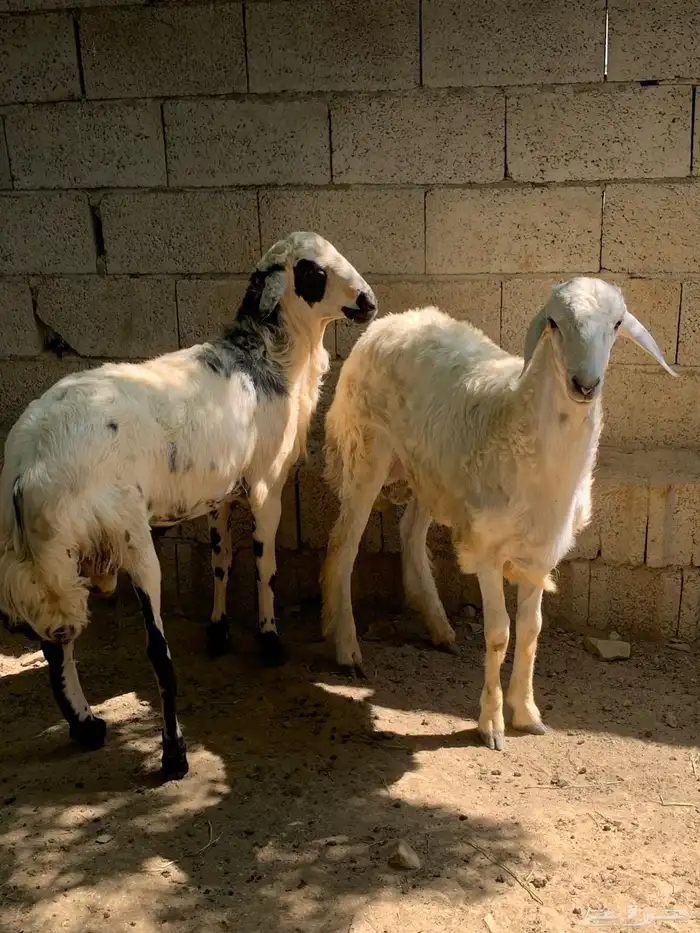 خرفان حري سمان وجبره 2