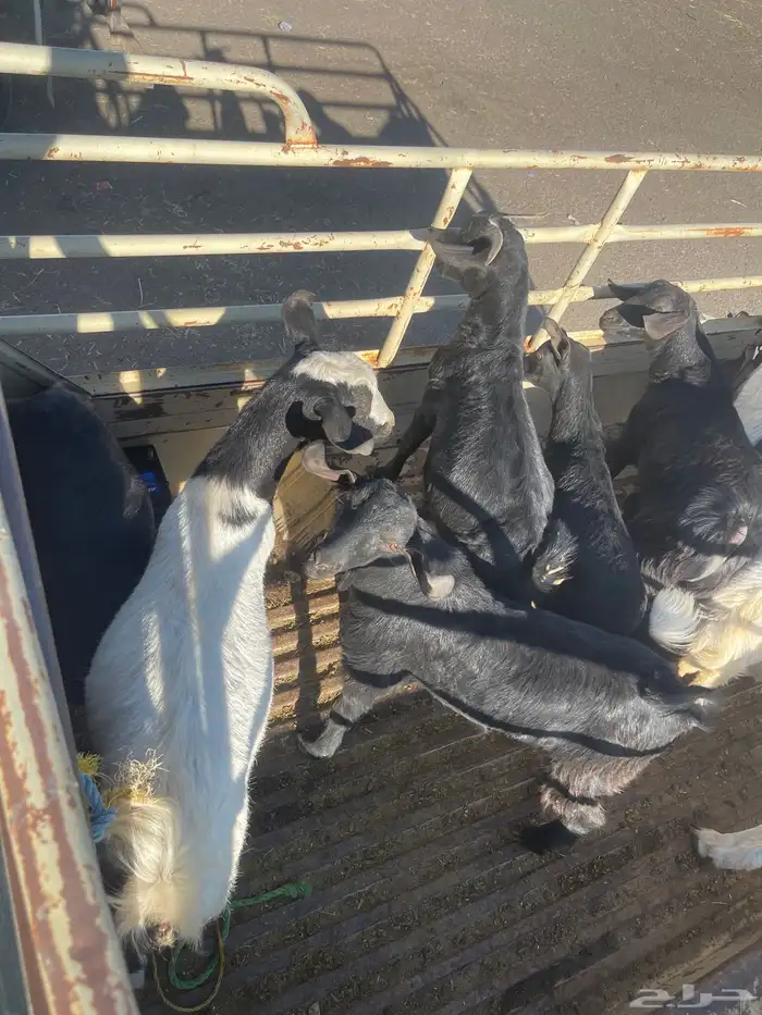 3 عنقان وأربع تيوس كفو فل شحم 0