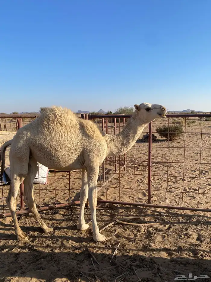 بعير اوضح للبيع مشروط ضراب وعشار 3