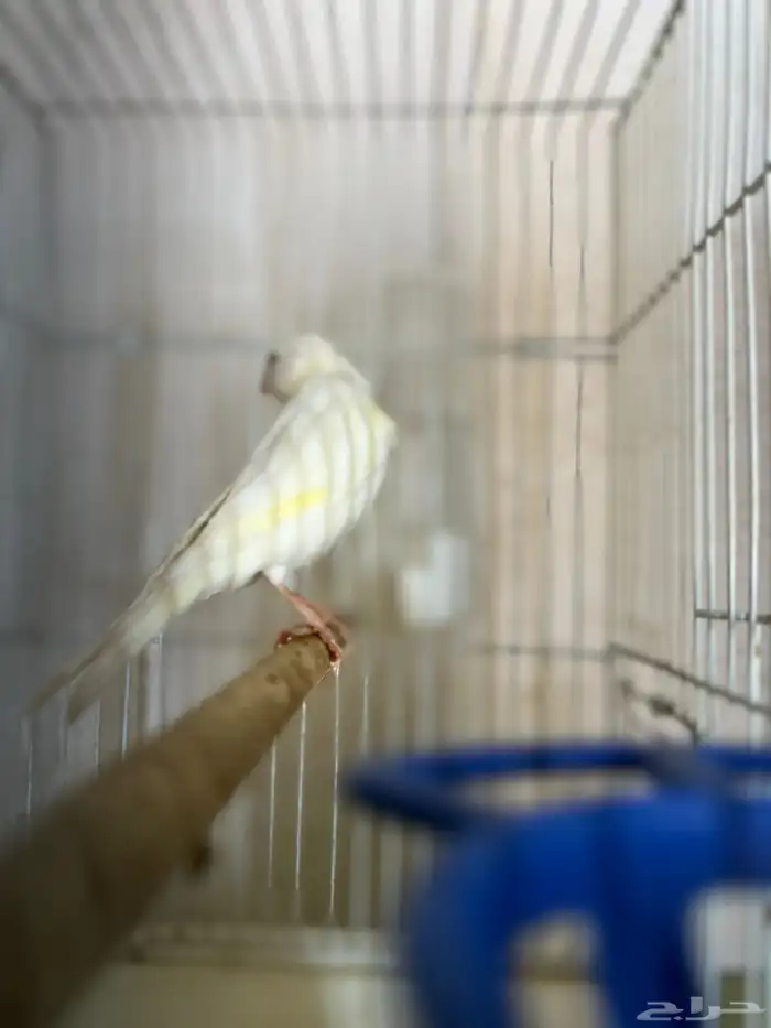 فحل كناري اوربي(تم البيع) 4