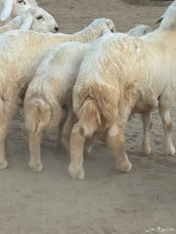 ذبايح حريات (صمخ) طليان زغاليل (حمام فرنسي جامبو) 2