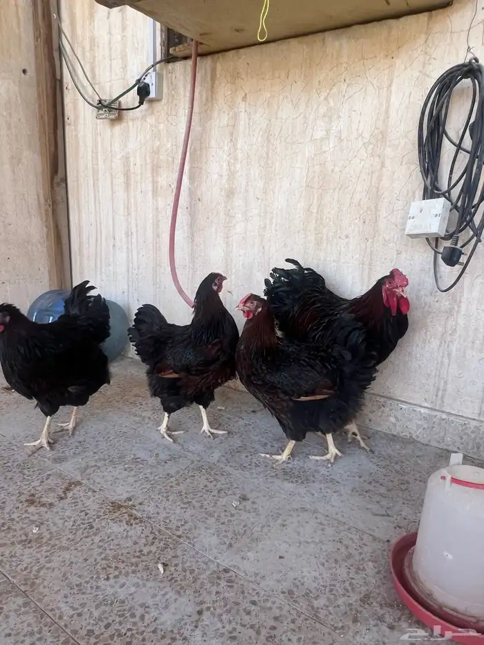 دجاج وايندوايت للبيع 9