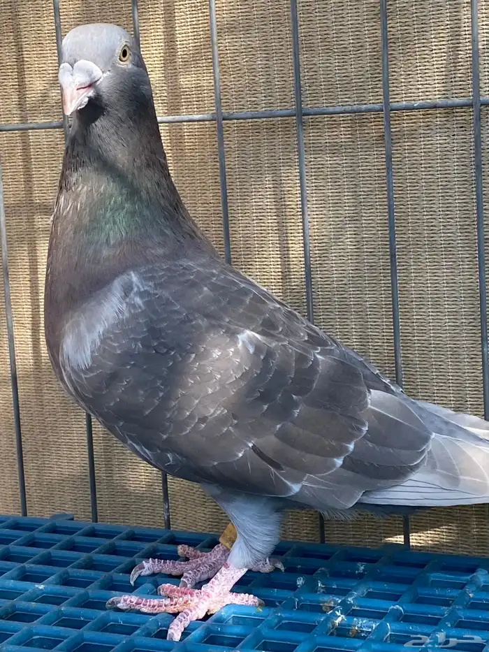 زاجل فاخر 17