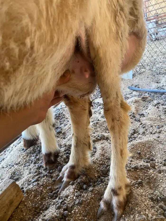 مطفل تحتها رخل 1