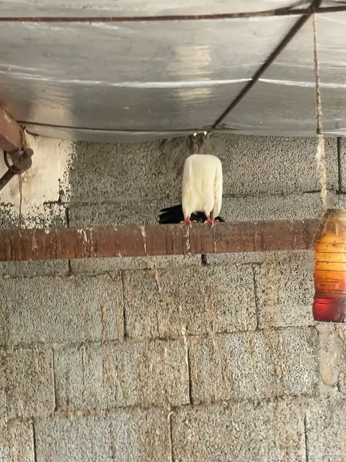 حمام للبيع خوارج (املج ) 5