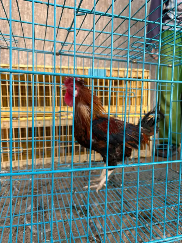 ديوك ترثه فرقى مستوى تب 10