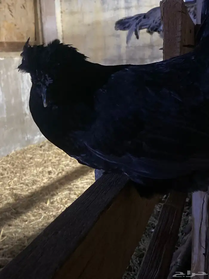 دجاج فارسي للبيع 0