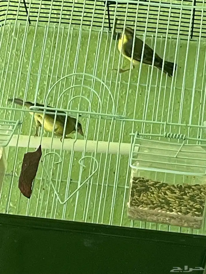 للبيع جوز ياسمين خضر حجم ونظافة والذكر تغريد 0