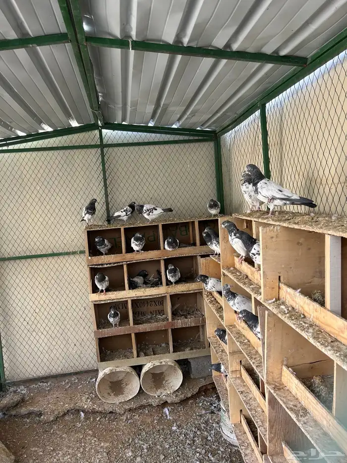 حمام بكستاني 13