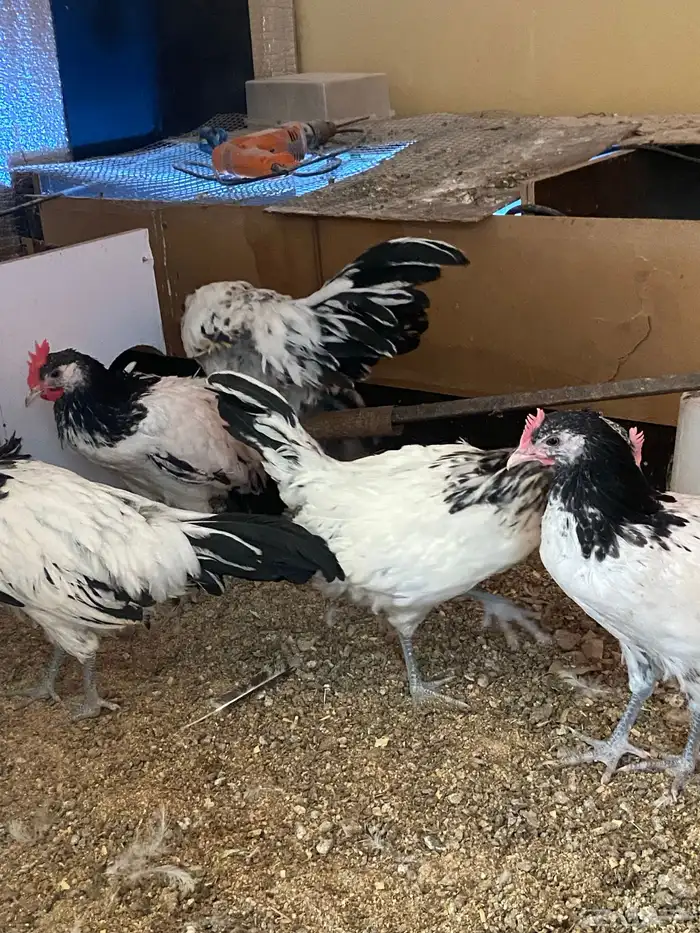 دواجن كلها ديوك زينه لافندر 15