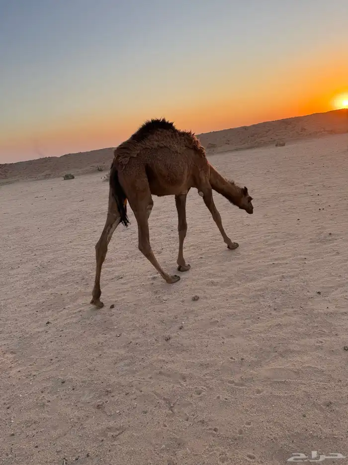 قعود وبكره العمر 10 شهور و فيها 0