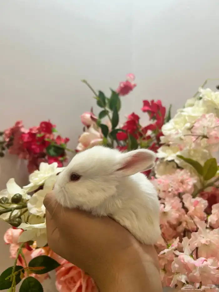 أكيت ارانب نذر لاند الهولندية القزمية 6