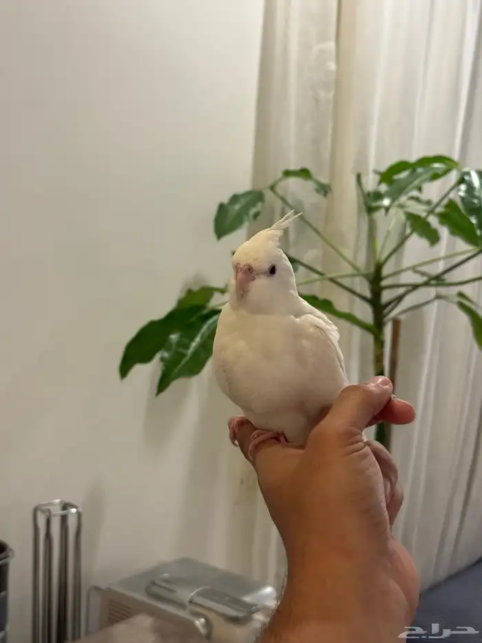 فروخ كروان بداية فطام اليفين جدا 34