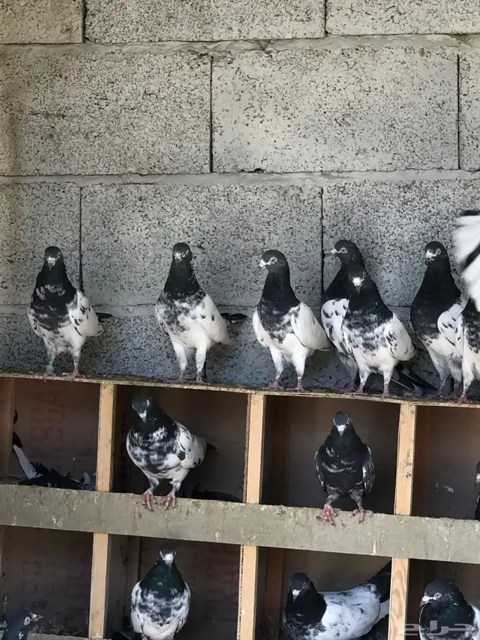 حمام باكستاني تيدي بيور 2