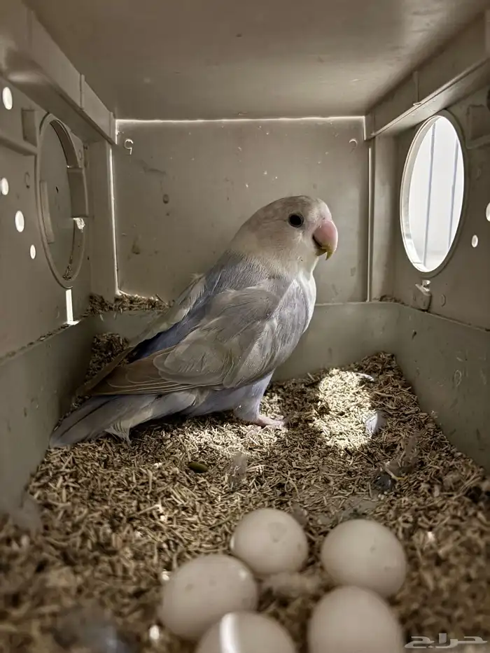 انثى روز تحتها 5 بيضات 0