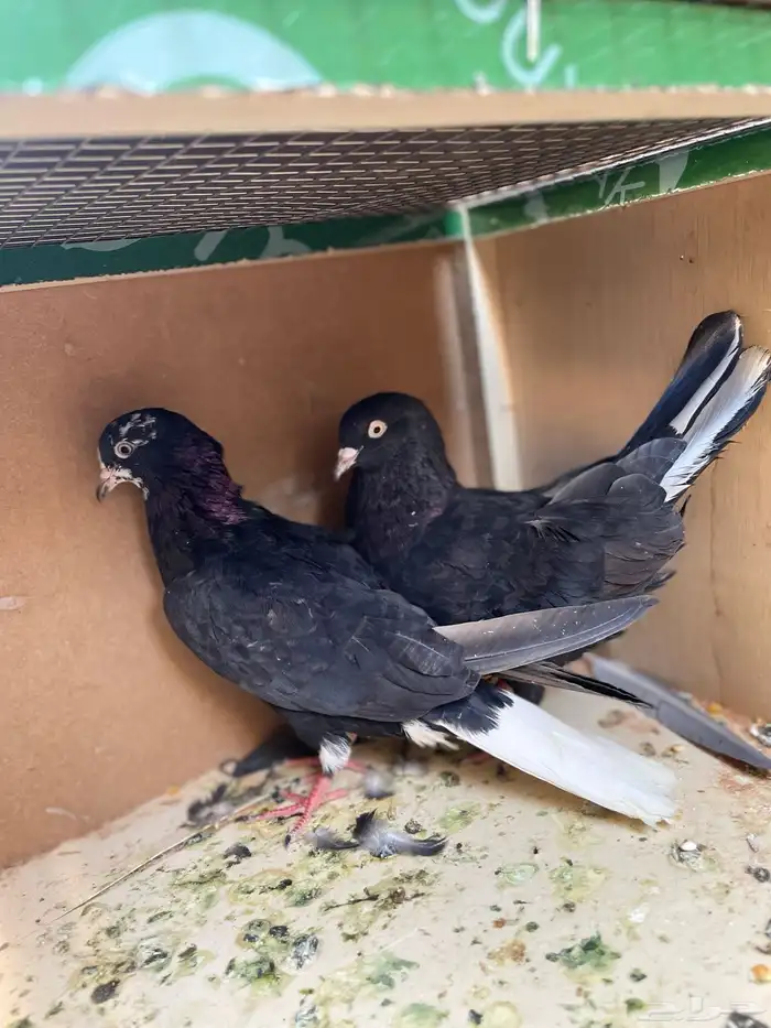 حمام قطايف 6