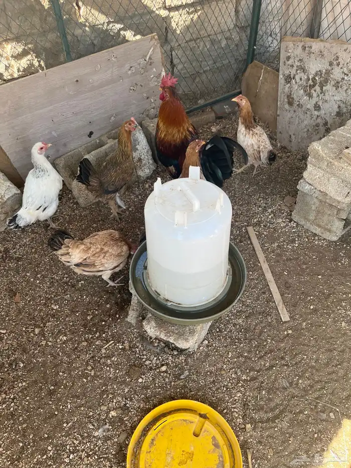 دجاج بلدي موقع وادي بن هشبل 4