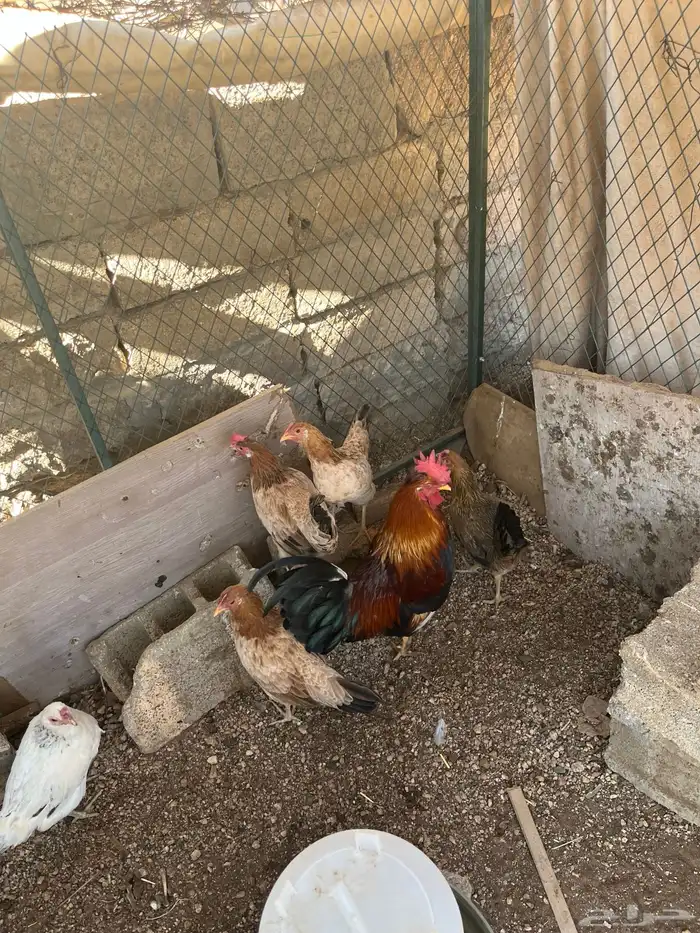 دجاج بلدي موقع وادي بن هشبل 1