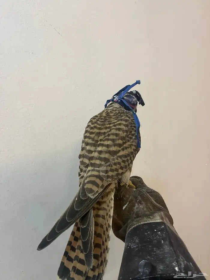 شبوط للبيع 2